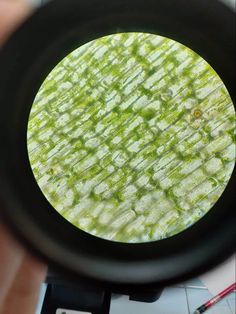 a person looking through a magnifying glass at some green stuff on the ground