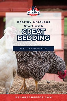 Chicken in coop Chicken Bedding, Eco Friendly Bedding, Best Chicken, Healthy Chicken, Pros And Cons, Coop