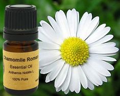 Chamomile Roman Essential Oil Roman Chamomile Essential Oil, Calming Oils, Roman Chamomile, Chamomile Essential Oil, Essential Oil Benefits, Parts Of A Plant, Oil Benefits, Clary Sage, Massage Oil