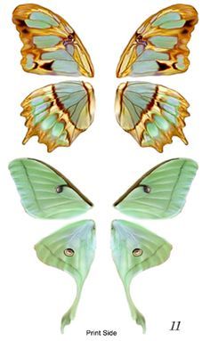 four different types of butterfly wings on a white background with the number 11 below them