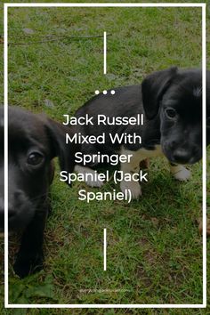 two black and white puppies standing next to each other in the grass with text that reads jack russell mixed with springer spaniel