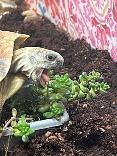 a tortoise eating succulents in a potted plant with its mouth open