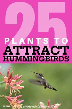 Hummingbird Plants: 25+ Of The Best Flowers That Attract Hummingbirds Eye Clinic, Cardinal Flower