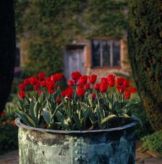 red tulips are in a large metal pot