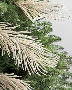 the branches of a christmas tree with white needles