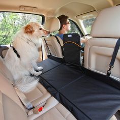 a dog is sitting in the back seat of a car with its owner looking at him