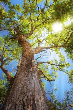 looking up at the top of a tall tree