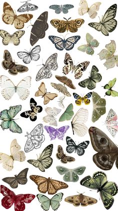 a bunch of different colored butterflies on a white background