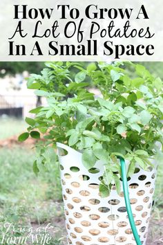 a potted plant with the words how to grow a lot of potatoes in a small space