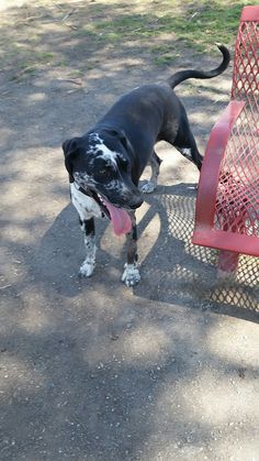 a black and white dog standing next to a red bench with its tongue hanging out