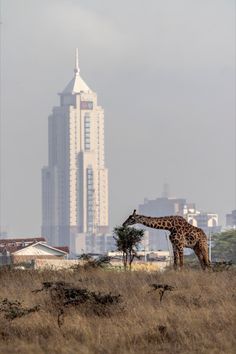 a giraffe standing on top of a dry grass field next to tall buildings