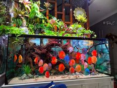 a fish tank filled with lots of different types of plants and flowers in it's display