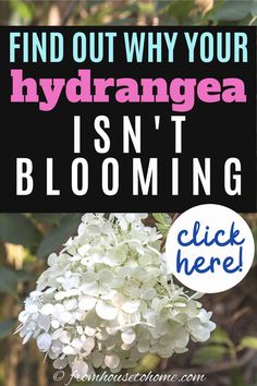 Why Aren't My Hydrangeas Blooming? | Shade Perennials Shade Perennial Garden, Shade Flowers Perennial, Hydrangea Plant, Hydrangea Petiolaris