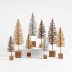 several small trees in wooden boxes on a white surface with one standing out from the crowd