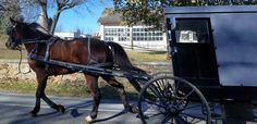 a brown horse pulling a carriage down a street next to a tree and building in the background