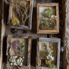 Crafted from reclaimed wood, this rustic frame adds a touch of natural charm to your plant specimens. Art With Driftwood, Wood Arts And Crafts, Plants In Picture Frames, Art With Nature Materials, Box Frames Ideas, Witch Crafts Diy, Moss Picture Frame, Diy Nature Decor, Window Frame Art