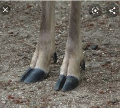 the legs and feet of a horse in dirt