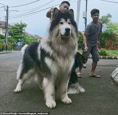 two men are walking their dogs down the street while another man is standing next to them