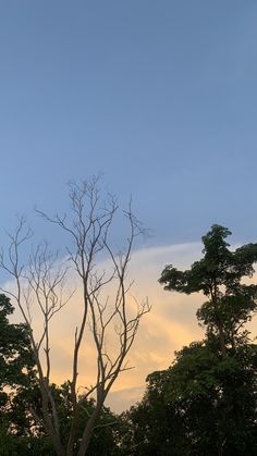 the sky is very cloudy and there are no leaves on the tree branches in the foreground