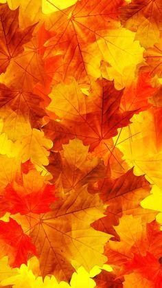 an image of colorful autumn leaves