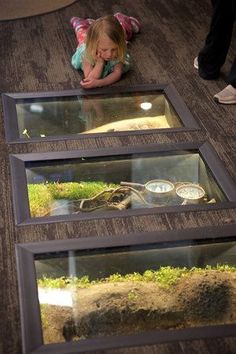 Nature Center Ideas, Vinyl Wall Covering, Asma Kat, Nature Education, Fresh Water Fish Tank, Ceiling Murals, Nature Museum