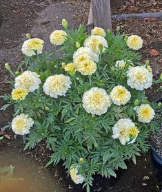 a potted plant with yellow and white flowers in the ground next to a tree