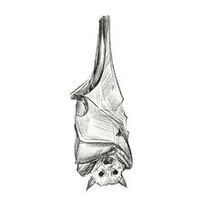 a drawing of a bat hanging upside down