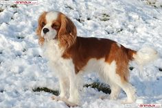 a brown and white dog standing in the snow