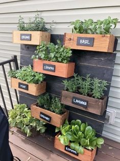 an outdoor herb garden with herbs in wooden boxes