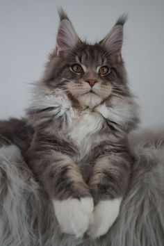 a grey and white cat laying on top of a fluffy blanket