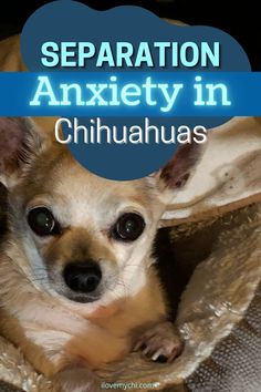 Apple Head Chihuahua, Training Puppy, Crate Training Puppy, Dog Remedies, Apple Head, Cute Chihuahua, Dog Info, Chihuahua Love, Chihuahua Mix