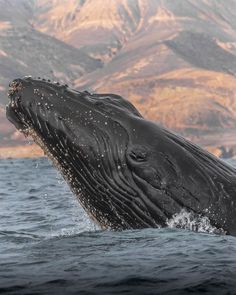 a humpback whale jumping out of the water