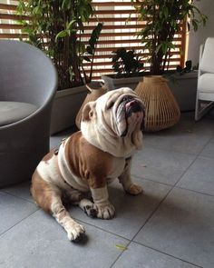 an english bulldog sitting on the floor next to a chair and potted plant with it's mouth open