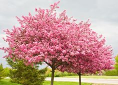 a large pink tree in the middle of a park