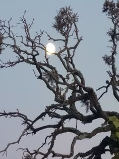 a full moon is seen through the branches of a tree with no leaves on it