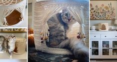 there are pictures of cats in baskets and on the shelves, with one cat sitting in a hammock