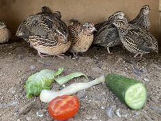 five birds are standing in the dirt near some vegetables and cucumbers on the ground