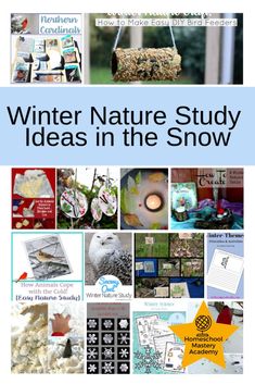 winter nature study ideas in the snow