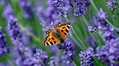 an orange and black butterfly sitting on purple flowers