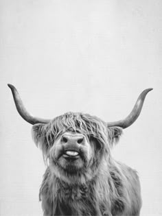 a black and white photo of a yak with long horns on it's head