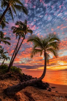 palm trees on the beach at sunset