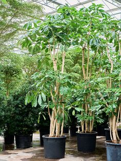 several potted trees in a greenhouse with lots of green leaves on the top and bottom