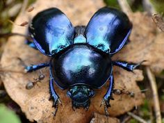 two blue bugs sitting on top of a leaf