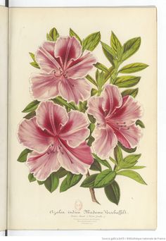 an open book with pink flowers and green leaves