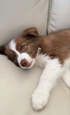 a brown and white dog laying on top of a couch