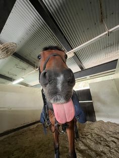 a horse sticking its tongue out while standing in a barn with hay on the ground