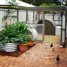 chickens are walking around in the yard near a chicken coop and some plants on the ground