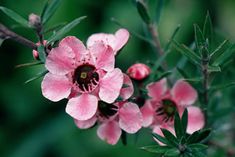 pink flowers with green leaves in the background