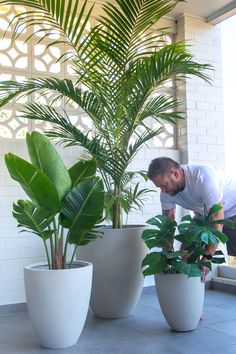 a man bending over to look at some plants in large white pots on the ground