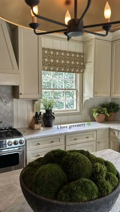 a large bowl filled with moss sitting on top of a kitchen counter next to a stove